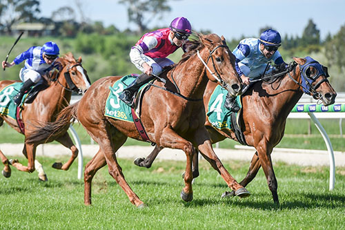NARROW BUT IMPRESSIVE WIN FOR MISS DAMITA..
